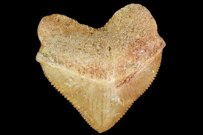 Fossil Crow Shark (Squalicorax) Tooth- Morocco #110085